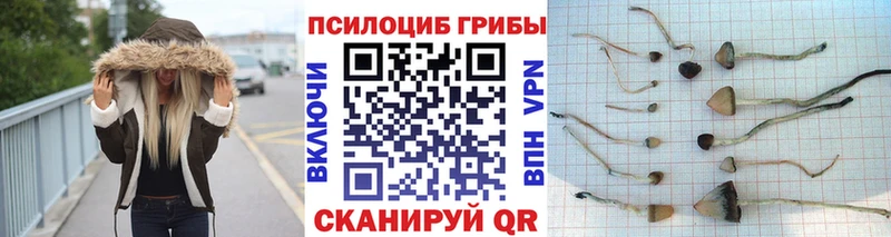 Псилоцибиновые грибы Psilocybine cubensis  Козельск 